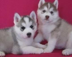 Male and Female Siberian Husky Puppies Available Image eClassifieds4u