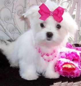 Maltipoo Puppies for Sale Image eClassifieds4u