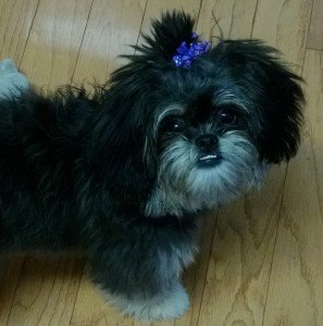 Peekapoo for Adoption Image eClassifieds4u
