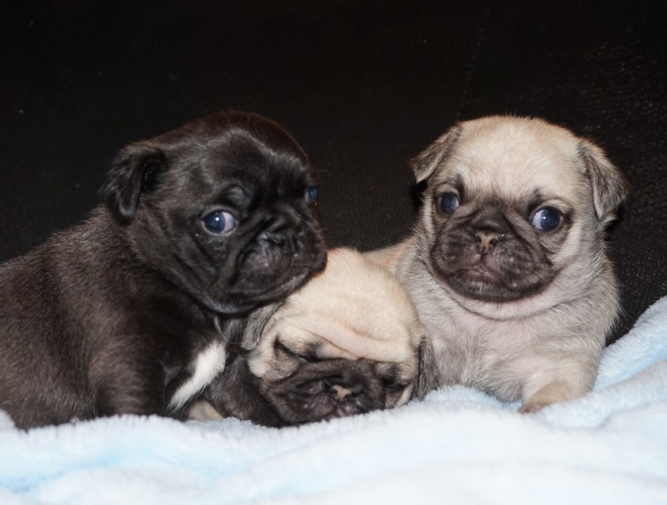 Pug Puppies Now Available Image eClassifieds4u