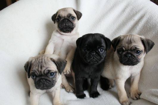 PURE BREED PUG PUPPIES AVAILABLE Image eClassifieds4u