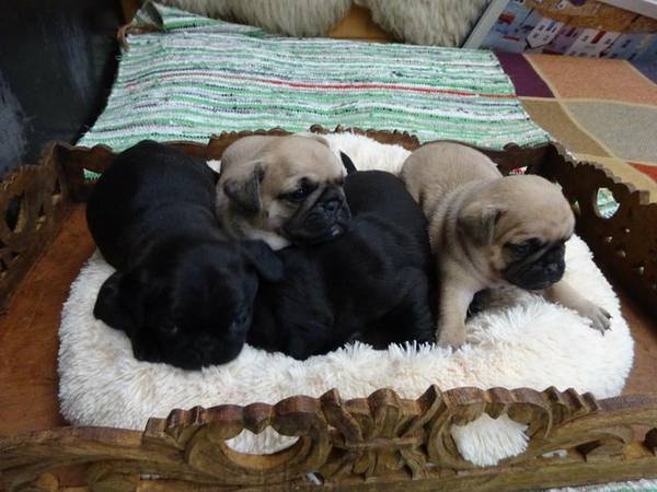 Purebred PUG Available Image eClassifieds4u