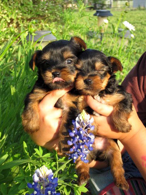 Quality Yorkie Puppies male & female for sale Image eClassifieds4u