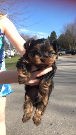 Yorkie Puppies Males & Females Image eClassifieds4u