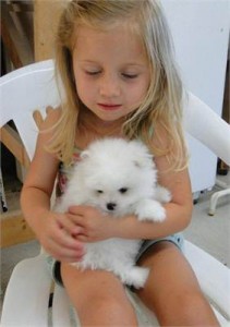 Yorkshire terrier cross puppy last one! Image eClassifieds4u