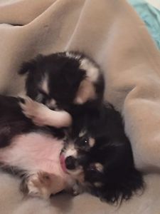 Chihuahua puppy Image eClassifieds4u