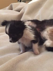 Chihuahua puppy Image eClassifieds4u