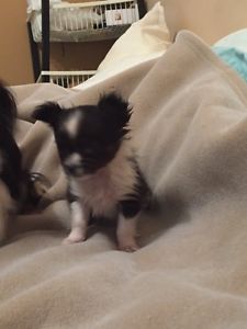 Chihuahua puppy Image eClassifieds4u