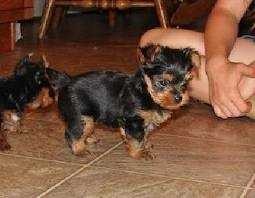 Quality Tiny Yorkie Puppies Image eClassifieds4u