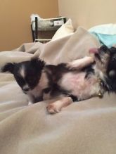 Chihuahua puppy