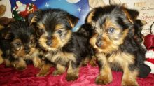 Registered Yorkie Puppies For adoption
