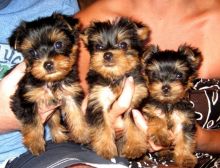 3 Beautiful Yorkie Pups