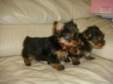 A loyal, affectionate, Yorkie puppies
