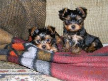 Adorable Yorkie's for Adoption