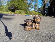 Baby Yorkie puppies for adoption