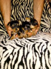 Extremely Cute Yorkie Puppies Available