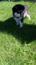 Husky puppy malamute x Siberian male