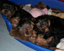 Magnificent Teacup Yorkie Puppies Available