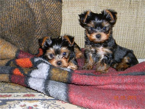 Adorable Yorkie's for Adoption Image eClassifieds4u