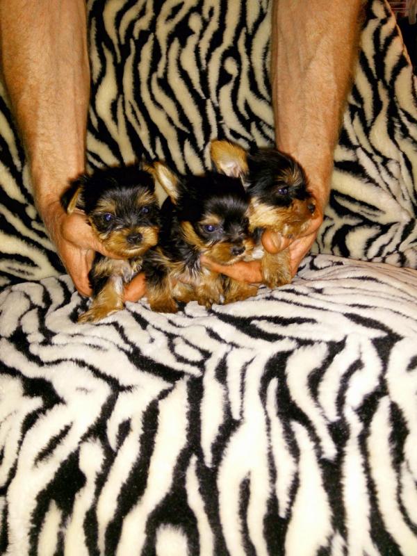 Extremely Cute Yorkie Puppies Available Image eClassifieds4u