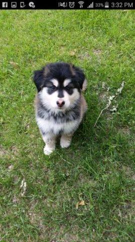 Husky puppy malamute x Siberian male Image eClassifieds4u