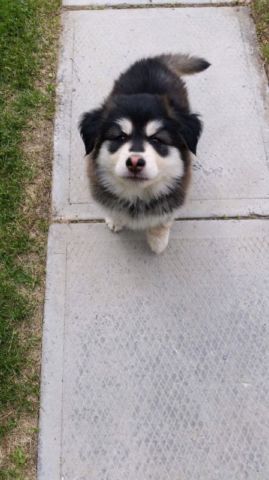 Husky puppy malamute x Siberian male Image eClassifieds4u