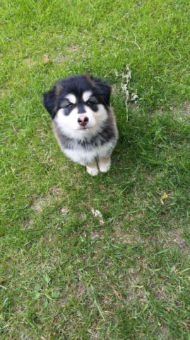Husky puppy malamute x Siberian male Image eClassifieds4u