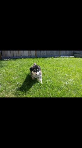 Husky puppy malamute x Siberian male Image eClassifieds4u