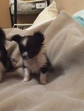 Chihuahua puppy Image eClassifieds4u 2