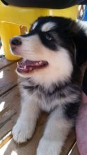 Husky puppy malamute x Siberian male Image eClassifieds4u 3