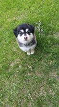 Husky puppy malamute x Siberian male Image eClassifieds4u 2