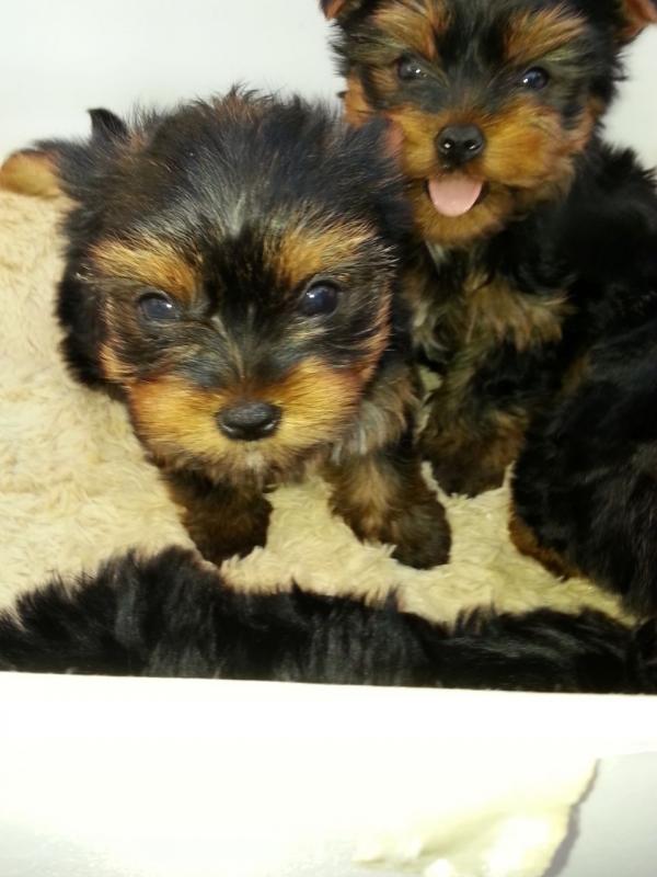 Males & Females Yorkie Puppies Image eClassifieds4u