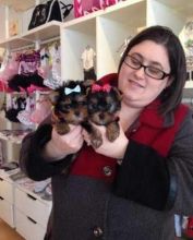 Friendly Yorkie Puppies