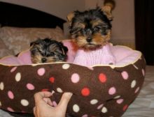 Absolutely Healthy Yorkie Puppies