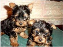 Adorable Baby Yorkie Puppies