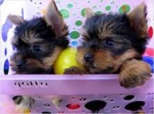 Awesome Male and Female Yorkie Pups