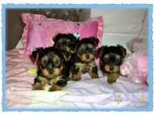 Healthy Yorkie Pups