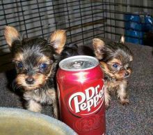 Home Trained Yorkie Puppies