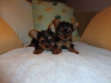 Male and Female Yorkie Puppies