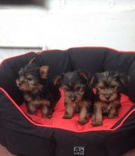 Male and Female Yorkie Puppies. for Re-homing