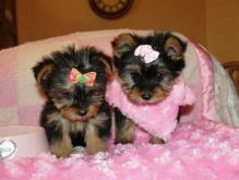 Potty Trained Yorkie puppies