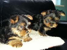 Purebred Tiny Yorkie Puppies