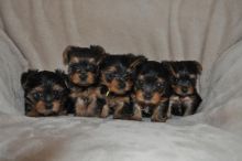Quality Bred Family Raised Yorkie Pup