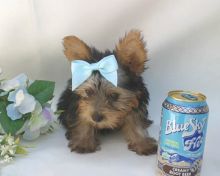 Yorkie Puppies Available