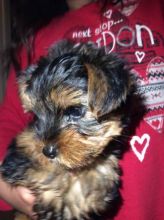 Yorkie Puppies Available
