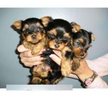Yorkie Puppies Available Now