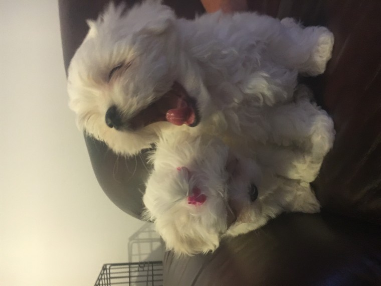 Beautiful,stunning Maltese Pups For Sale Male and a Female. Image eClassifieds4u