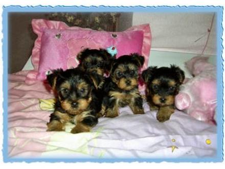 Healthy Yorkie Pups Image eClassifieds4u