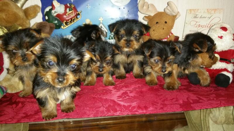 Home raised Yorkie puppies for re-homing Image eClassifieds4u