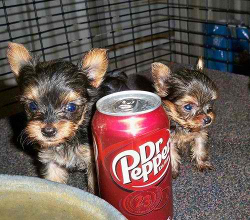 Home Trained Yorkie Puppies Image eClassifieds4u